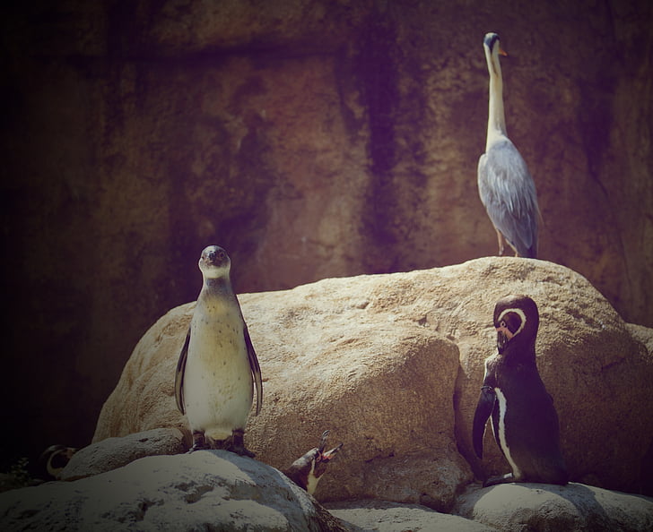 pingwiny, ogród zoologiczny, zwierzęta, Świat zwierząt, Natura, woda ptak, istota
