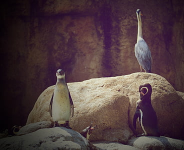 pingüins, zoològic, animals, món animal, natura, ocell d'aigua, criatura