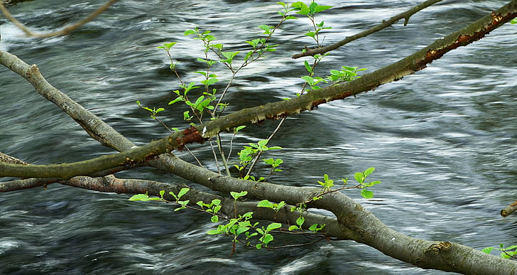 vand, æstetiske, unge grøn, unge blade, grene, grøn, floden