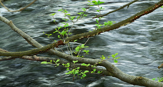 水, 審美的です, 若い緑, 若い葉, 枝, グリーン, 川