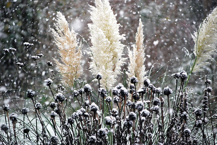 neu, està nevant, l'hivern, gelades, flocs de neu, natura, màgia d'hivern