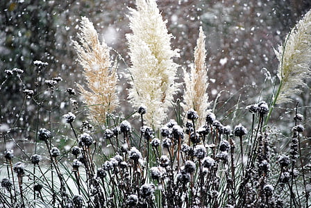 雪, 雪が降っています。, 冬, 霜, 雪の結晶, 自然, ウィンター マジック