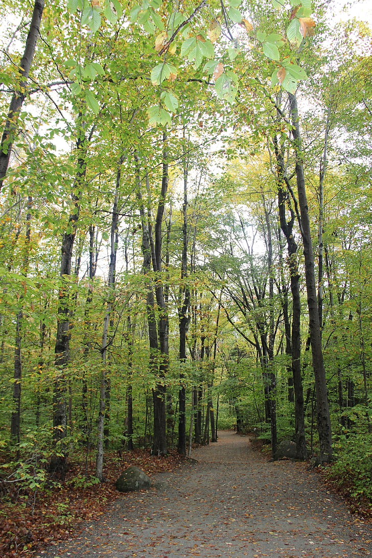cesta, stromy, Príroda, jeseň, vonku, Forest