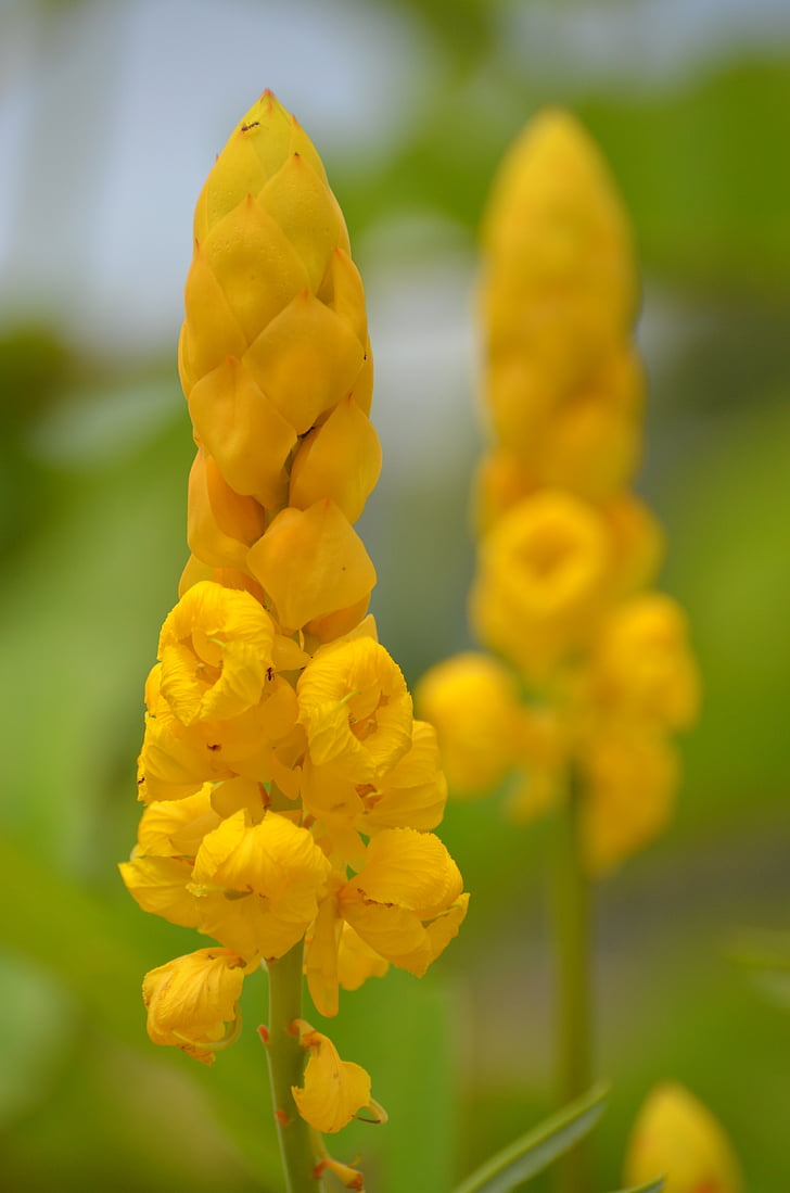 flower, yellow, yellow flower, nature, spring, yellow flowers, summer