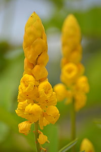 λουλούδι, Κίτρινο, κίτρινο λουλούδι, φύση, άνοιξη, κίτρινα άνθη, το καλοκαίρι