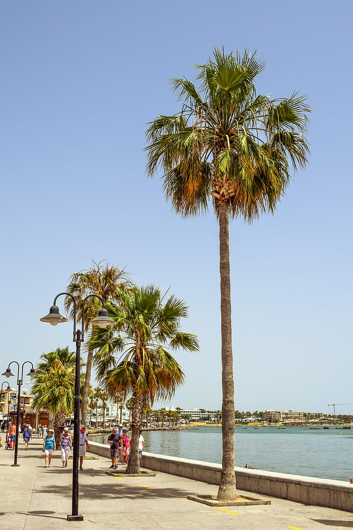 promenaden, Harbor, palmer, turisme, Paphos, Cypern
