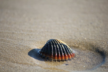 Shell, Sand, Sea, kuoret, kesällä, simpukat, tausta