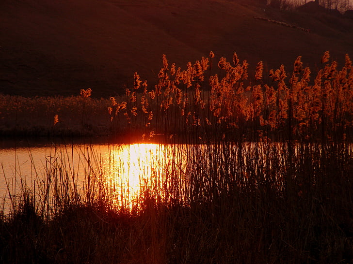 solnedgang, Lake, Cane, refleksjon, solen, himmelen, rød