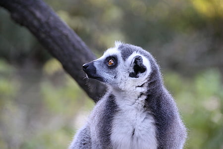 lémurien, animal, Madagascar, sauvage