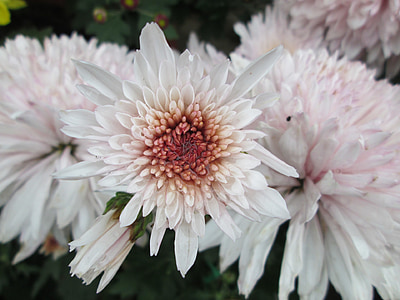Chrysanthemum, anlegget, Park, lilla