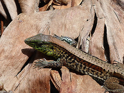lagarto, réptil, animal, marrom, Costa Rica, natureza, vida selvagem