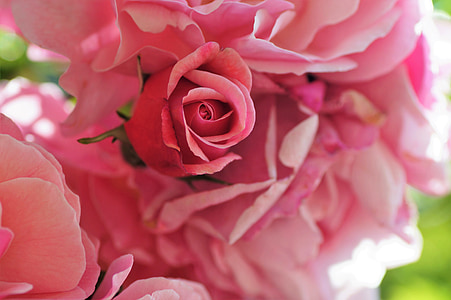 levantou-se, broto, -de-rosa, planta, jardim, florescência, botão de rosa