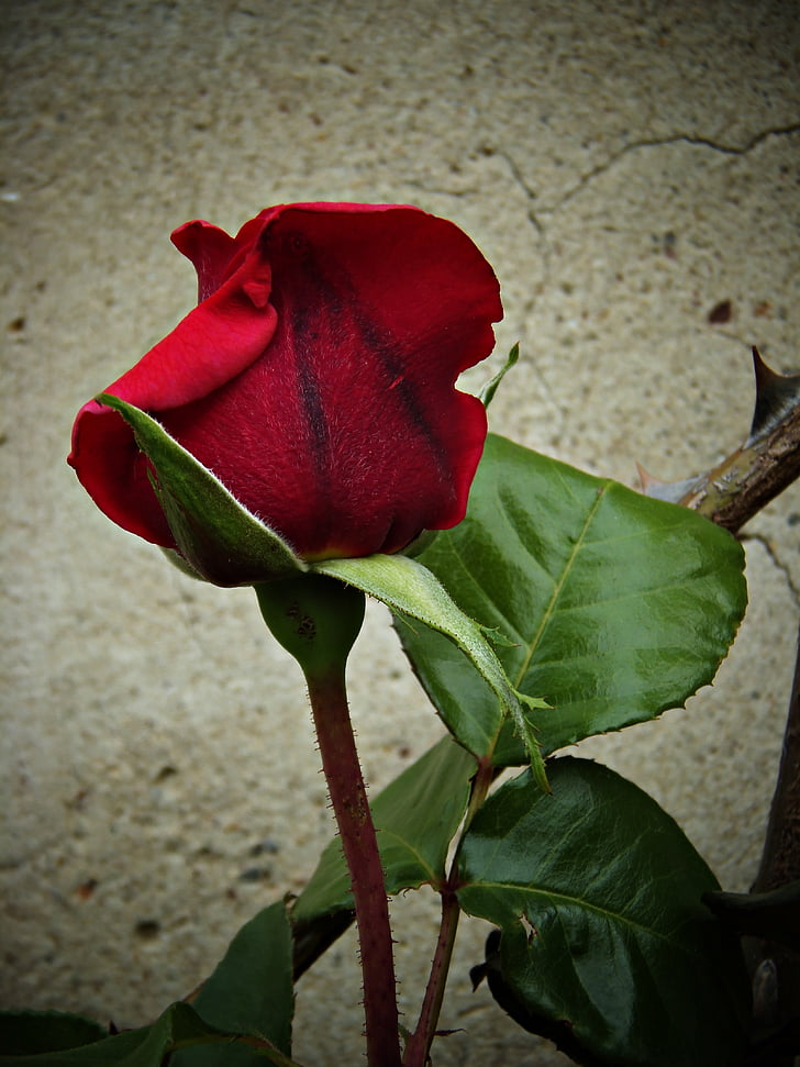 Роза, червен, красота, топлина, листенца, кадифе, растения