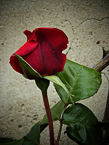 Rosa, vermelho, beleza, calor, pétalas, veludo, plantas
