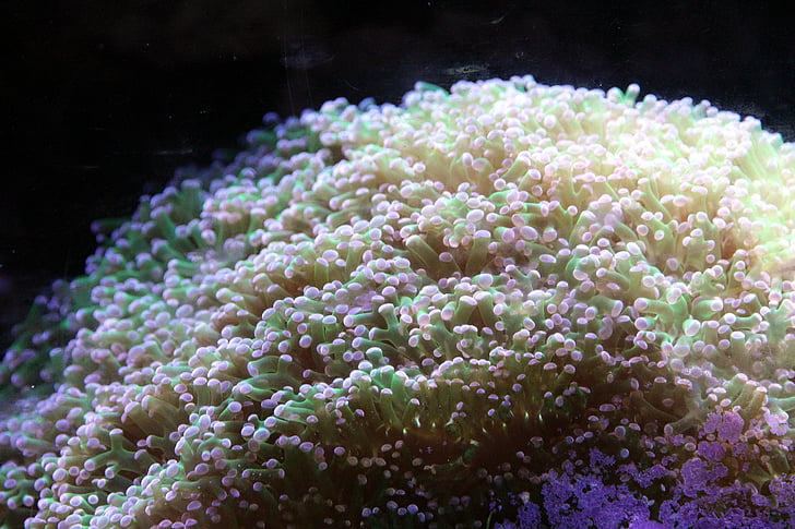 eufiliya, euphyllia paraancora, mäkkého coral, Coral, bespozvonochnoe, akvárium, žiadni ľudia