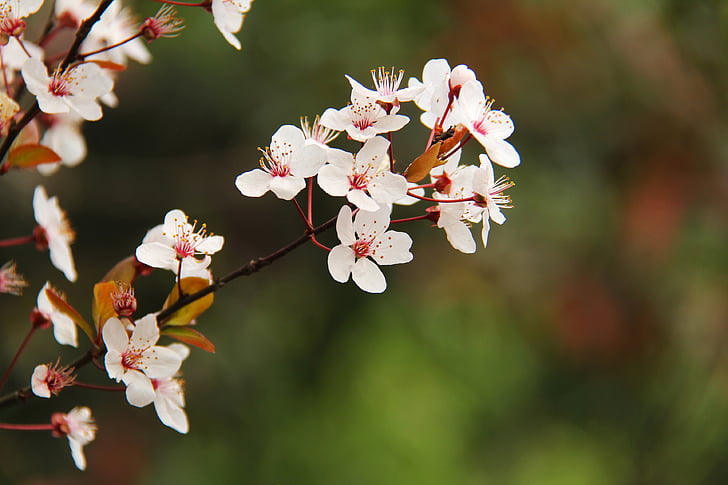 fiore di ciliegio, albero di ciliegio, Viaggi, bella, fiori, marzo, primavera