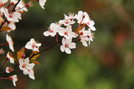 kirsikankukka, kirsikkapuu, matkustaa, Kaunis, kukkii, maaliskuuta, kevään