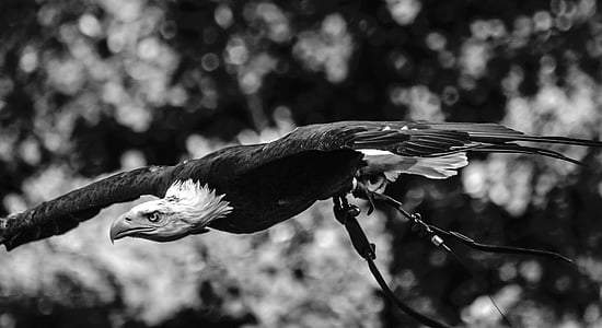 Adler, Raptor, pták, Příroda, zvíře, letu, Fly