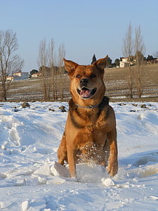 hond, dier, sneeuw, dieren, huisdier, Doggie