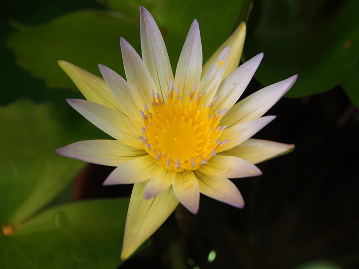 Lotus, Tchaj-pej, květinový trh, Květinová semena, Crystal žlutá