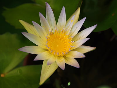 Lotus, Tajpej, Targ kwiatowy, kwiat nasion, kryształ żółty