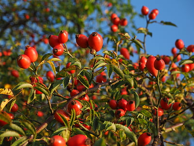 kibuvits, puu, punane, Wild rose, taim, sammelfrucht, kibuvits