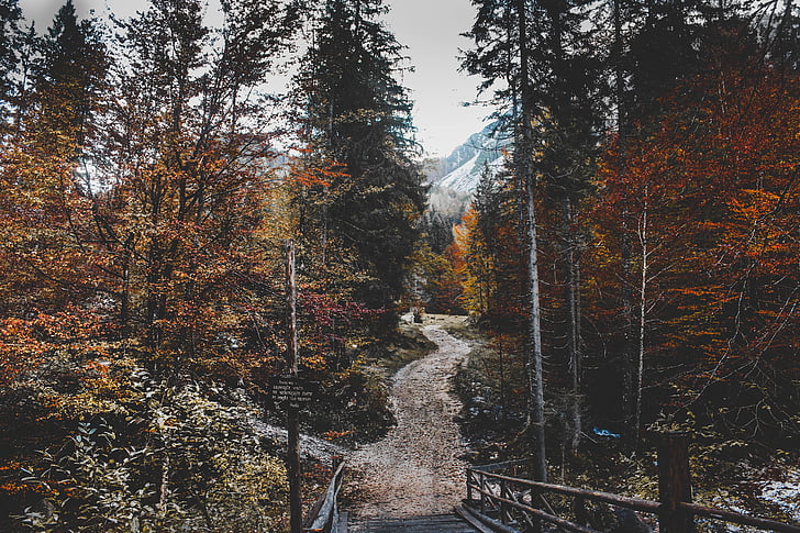 stromy, závod, Les, Příroda, cesta, cesta, podzim