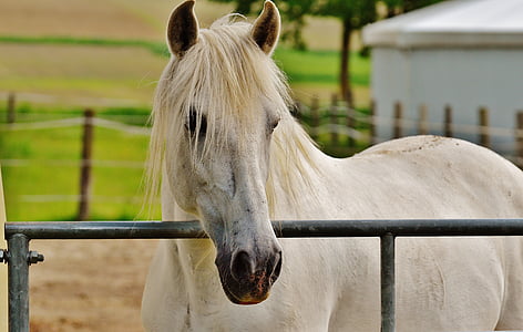 con ngựa, khớp nối, Stallion, ăn, Paddock, trắng, Meadow