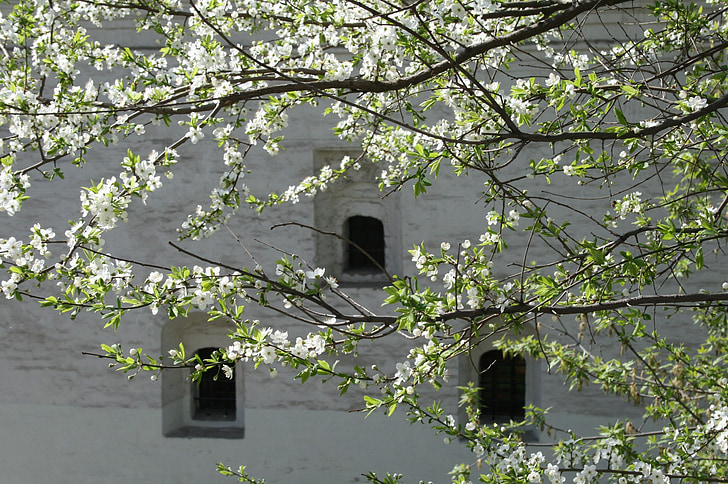 Moskow, bangunan, musim semi, pohon, daun hijau, cabang, bunga