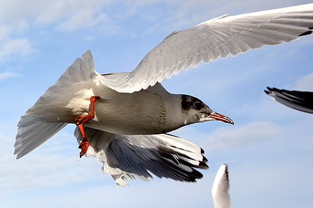 seagull, bird, fly, dom, sky, lake, feather