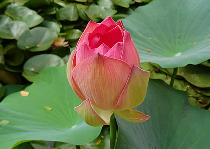 Lotus, květ, růžová, Nelumbo, nucifera, Bud, posvátný lotos