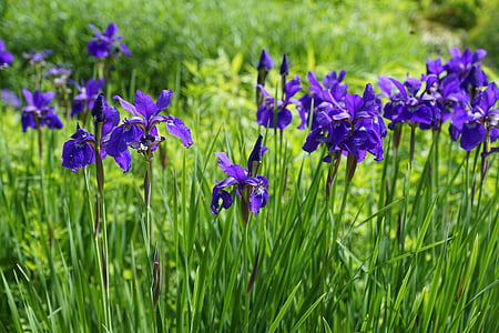 Iris, blomma, Blossom, Bloom, naturen, trädgård, lila