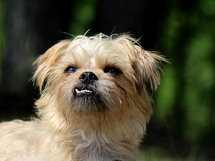 brussels griffon, dog, small dog, terrier, cute, funny, funny teeth
