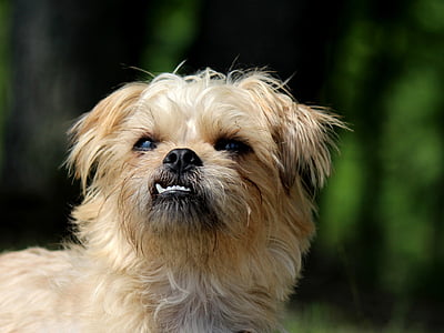 Brusel griffon, pes, malý pes, teriér, milý, smiešny, Funny zuby
