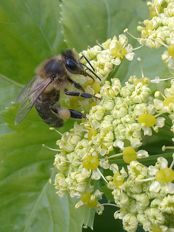 bee, insects, animals