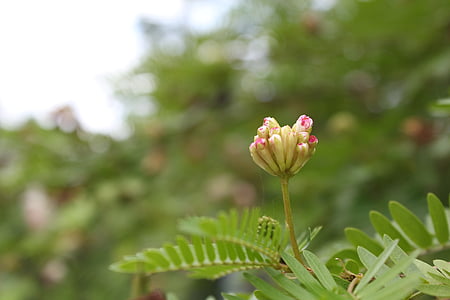 mahuna, biljka, Xie, priroda, list, latica, cvijet glave