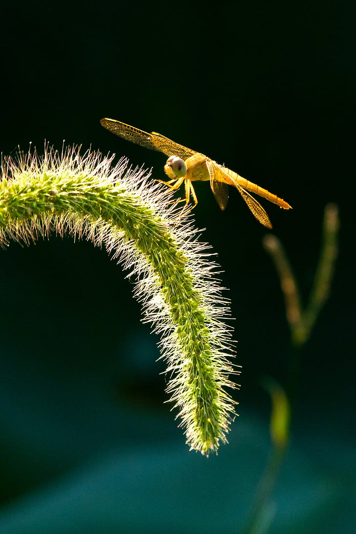 Dragonfly, insect, Setaria viridis, natuur, macro, Close-up, plant