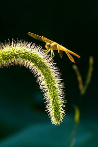 Dragonfly, insektov, setaria viridis, narave, makro, Povečava, rastlin