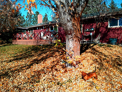 backyard, dachshund, fall, autumn, seasonal, outdoor, red