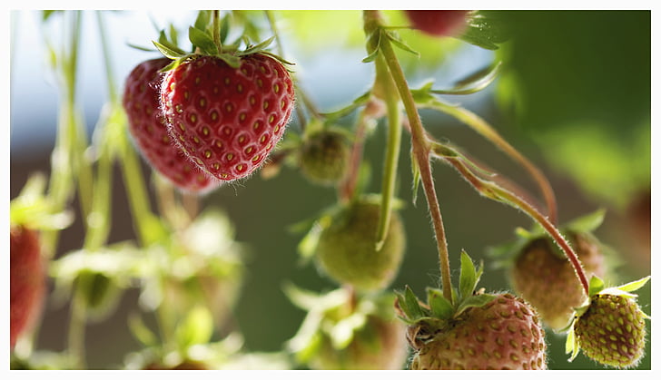 strawberries, fruit, fruits, red, freshness, food, ripe