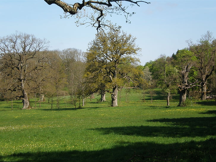 oak grove, oak, trees, meadow, old oak, tree
