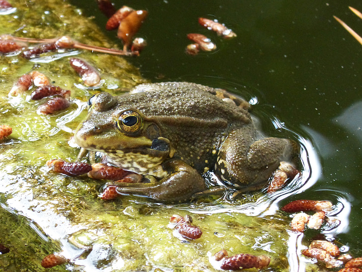 žaba, batrachian, ribnik, splav, gibanje