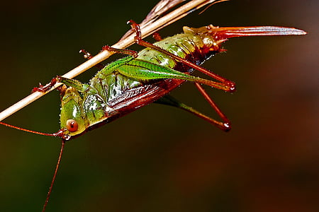 grasshopper, insect, macro, arthropod, nature, wildlife, entomology