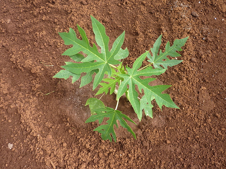 planta de semillero, papaya, hojas de papaya