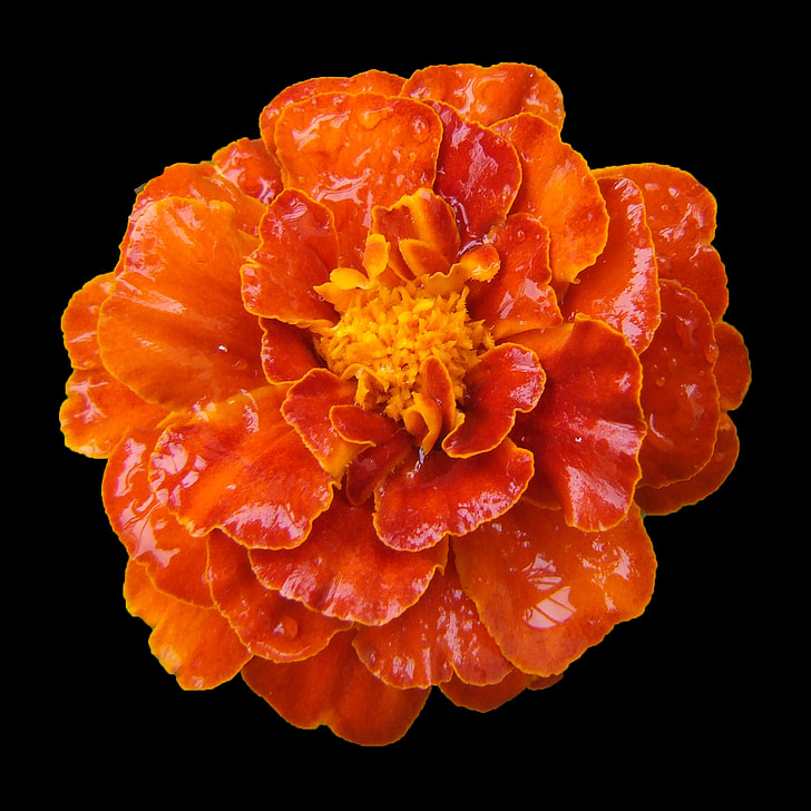 marigold, balcony flower, orange, moist