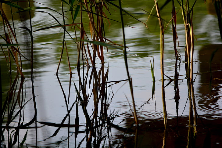reed, waterfront, aquatic plant, bog plants, nature, water, reflection