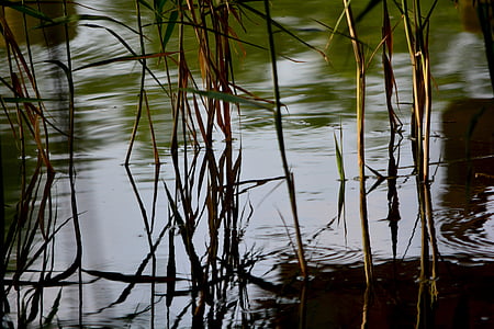 Reed, beira-mar, planta aquática, plantas de pântano, natureza, água, reflexão