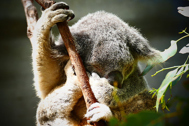 koala, Australia, Manis, hewan, pohon, satwa liar, alam
