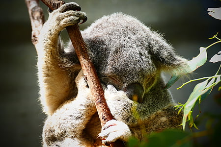 Koala, Avstralija, srčkano, živali, drevo, prosto živeče živali, narave