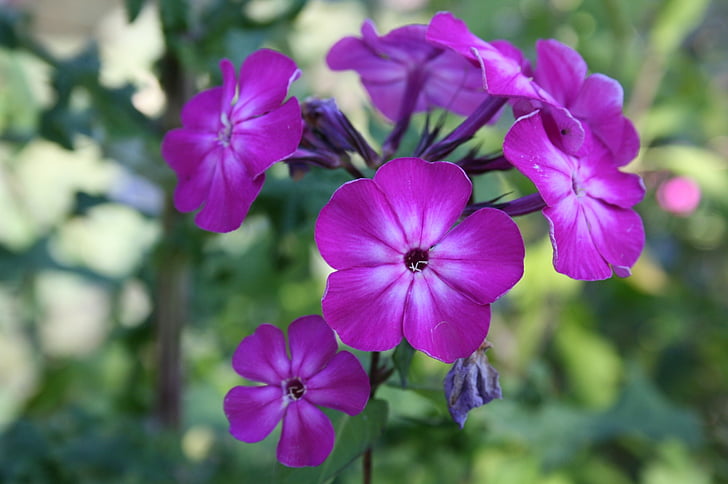 фіолетовий, фіолетовий квітка, Бузок квітка, Пурпурна квітка, Природа, квітка, завод